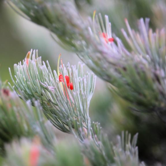 Australian Native Shrubs Native Shrubs for Sale Melbourne